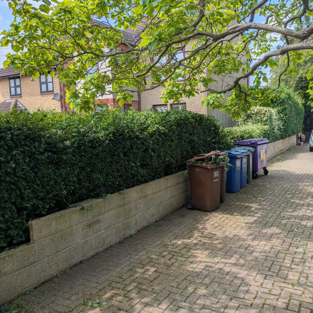 Chelmsford garden hedge trimming after maintenance work
