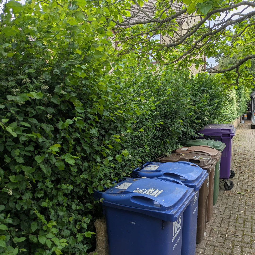 Overgrown garden hedge before trimming in Chelmsford